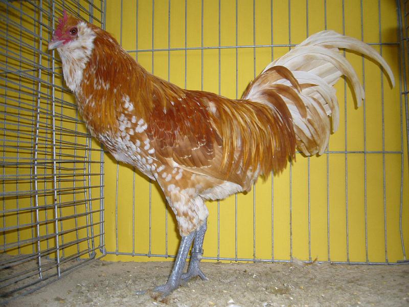 Hannover 2008 195.jpg - Eulenbarthühner chanois von Horst Ortwin Preis HV 96 BLP